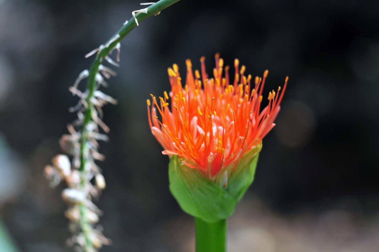 همانتوس کاترینه